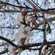 ヒメ日記 2026/03/27 22:11 投稿 ことは メンエス案内所