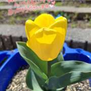 ヒメ日記 2026/03/30 15:31 投稿 ことは メンエス案内所