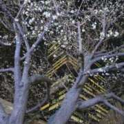 ヒメ日記 2026/03/25 21:42 投稿 らら Beauty Street