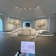 ヒメ日記 2026/01/25 11:05 投稿 あゆな すごいエステ 名古屋店