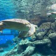 ヒメ日記 2026/03/25 20:09 投稿 あゆな すごいエステ 名古屋店