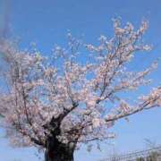 ヒメ日記 2026/04/02 10:29 投稿 あゆな すごいエステ 名古屋店