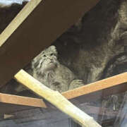 ヒメ日記 2026/03/07 11:21 投稿 まろん Happy Gang(ハッピーギャング)