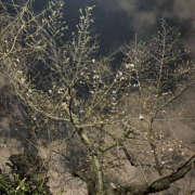 ヒメ日記 2026/03/21 11:10 投稿 まろん Happy Gang(ハッピーギャング)