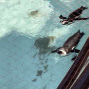 ヒメ日記 2026/03/24 11:15 投稿 まろん Happy Gang(ハッピーギャング)