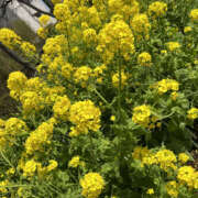 ヒメ日記 2026/03/28 09:58 投稿 まろん Happy Gang(ハッピーギャング)