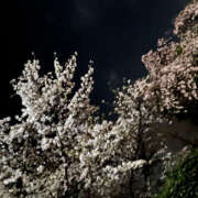 ヒメ日記 2026/04/01 11:02 投稿 まろん Happy Gang(ハッピーギャング)