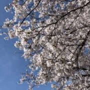 ヒメ日記 2026/04/04 11:17 投稿 まろん Happy Gang(ハッピーギャング)