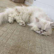 ヒメ日記 2026/04/15 11:08 投稿 まろん Happy Gang(ハッピーギャング)