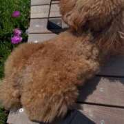 ヒメ日記 2025/12/31 19:59 投稿 タルト ピンクコレクション大阪