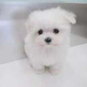 ヒメ日記 2026/01/11 02:02 投稿 水島（みずしま） 熟女の風俗最終章 名古屋店