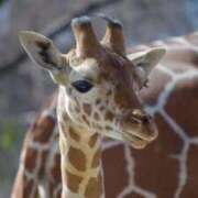 ヒメ日記 2026/01/25 09:02 投稿 水島（みずしま） 熟女の風俗最終章 名古屋店