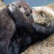 ヒメ日記 2026/02/06 07:48 投稿 水島（みずしま） 熟女の風俗最終章 名古屋店