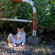 ヒメ日記 2026/02/13 11:03 投稿 瑚々【ここ】 丸妻 西船橋店