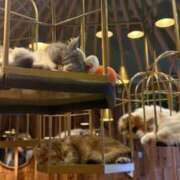 ヒメ日記 2026/01/19 15:15 投稿 さく 渋谷じゃっくす