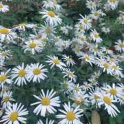 ヒメ日記 2026/01/29 13:25 投稿 うみ 新宿本店 ぽちゃカワ女子専門店