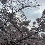 ヒメ日記 2026/04/03 16:10 投稿 かなめ 丸妻 池袋店