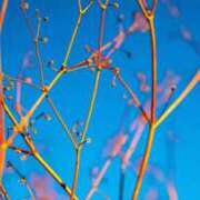 ヒメ日記 2026/02/13 15:47 投稿 まゆ 秋葉原鑑賞ガール