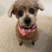 ヒメ日記 2026/02/16 13:37 投稿 まゆ 秋葉原鑑賞ガール