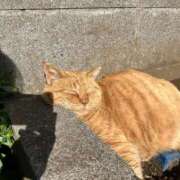 ヒメ日記 2026/03/06 20:17 投稿 まゆ 秋葉原鑑賞ガール