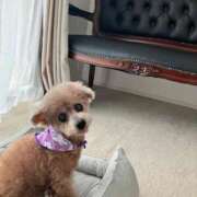 ヒメ日記 2026/03/09 15:27 投稿 まゆ 秋葉原鑑賞ガール