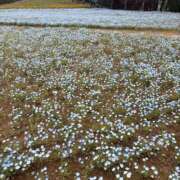 ヒメ日記 2026/04/15 18:18 投稿 ゆに ハピネス＆ドリーム福岡