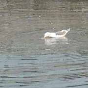 ヒメ日記 2026/02/23 17:47 投稿 ねずみ 横浜Cute