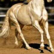 ヒメ日記 2026/01/01 17:56 投稿 えりか 妻天 梅田店