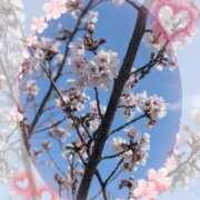 ヒメ日記 2026/03/31 14:58 投稿 紫藤(しどう) 熟女出逢い会『百合の園』目黒店