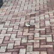 ヒメ日記 2026/01/13 17:10 投稿 いちか 福島駅前ちゃんこ