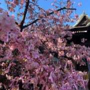 ヒメ日記 2026/03/05 20:15 投稿 ハナ ピカソ