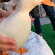 れおな こんにちは☺️ 完熟ばなな 上野店