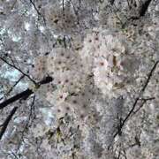 ヒメ日記 2026/01/25 18:14 投稿 三浦 MadameRest(マダムレスト)