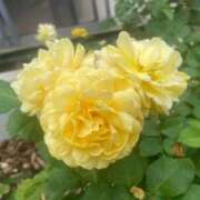 ヒメ日記 2026/01/27 16:41 投稿 三浦 MadameRest(マダムレスト)