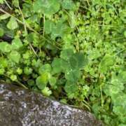 ヒメ日記 2026/01/29 16:56 投稿 三浦 MadameRest(マダムレスト)