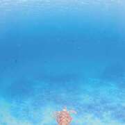 ヒメ日記 2026/03/17 06:30 投稿 三浦 MadameRest(マダムレスト)