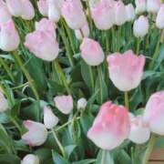 ヒメ日記 2026/03/31 14:11 投稿 米倉　いと OLピンクコレクション