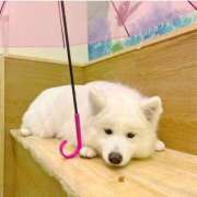 ヒメ日記 2026/02/18 22:26 投稿 夏留愛(かるあ) 京都泡洗体ハイブリッドエステ