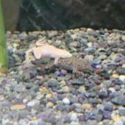 ヒメ日記 2026/04/17 18:57 投稿 あきの 麗しい人妻 新宿本店