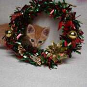 ヒメ日記 2025/12/23 06:47 投稿 泉 OL物語