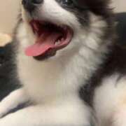 ヒメ日記 2026/03/31 22:14 投稿 てぃな【ハーフ激カワ美女】 STELLA TOKYO－ステラトウキョウ－