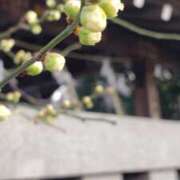 ヒメ日記 2026/01/31 11:36 投稿 服部 人妻風俗チャンネル