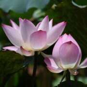 ヒメ日記 2026/01/15 14:16 投稿 とわ 木更津人妻花壇