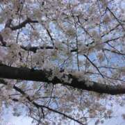 ヒメ日記 2026/04/05 10:14 投稿 とわ 木更津人妻花壇