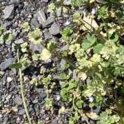 ヒメ日記 2026/03/29 12:39 投稿 みらの もんぜつちじょ本店