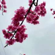 ヒメ日記 2026/02/13 20:39 投稿 ナオ アネックスジャパン