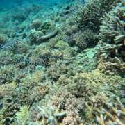 ヒメ日記 2026/04/02 19:59 投稿 ナオ アネックスジャパン