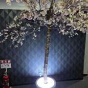 つばさ 自己紹介 姫マーケット