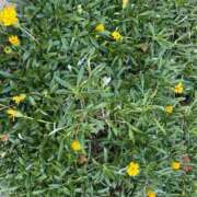 しょうこ こんばんは😊 待ちナビ