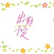 なずな 🌸出勤情報🌸 茨城水戸ちゃんこ